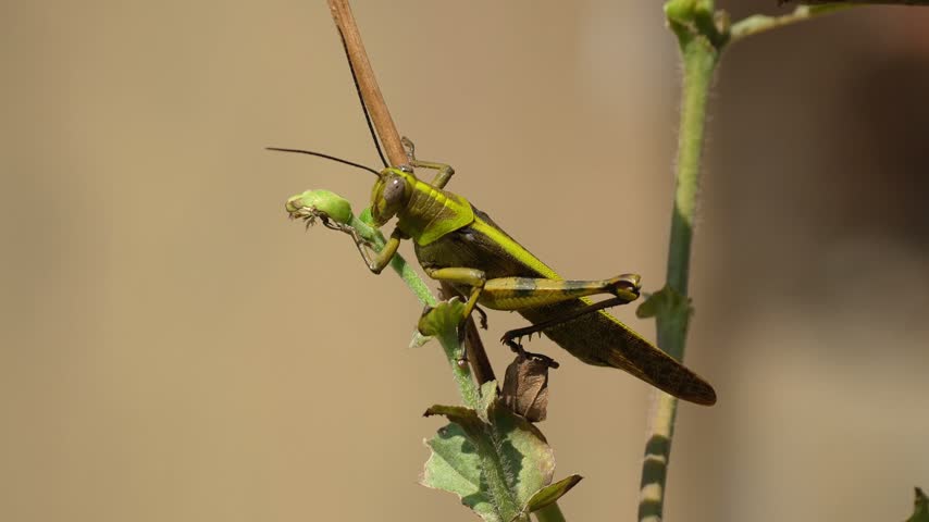Macro shot of a vibrant green and brown grasshopper perched on a thin green plant stem in a garden, detailed view of the insect in its natural outdoor habitat with a soft blurred background.