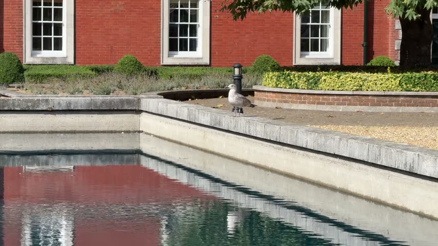 A seagull stands on a stone ledge by a pond in Winchester, England