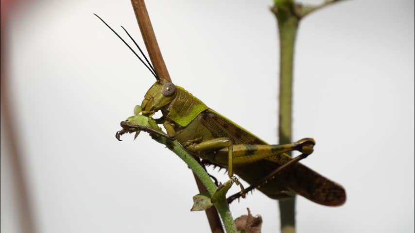 Detailed macro shot of a large green grasshopper clinging to a slender green plant stem against a clean white background, highlighting the insect