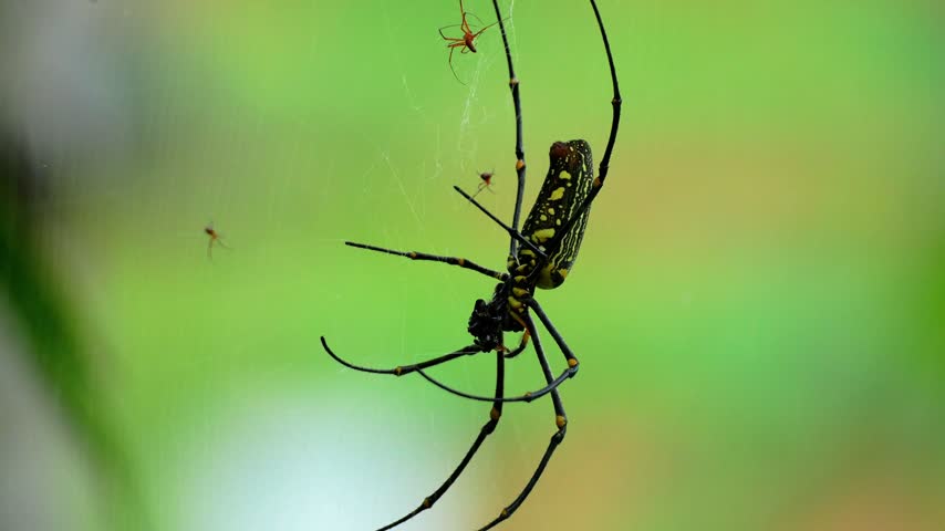 Macro footage of a giant golden silk orb weaver spider hanging on its web in the forest against a blurred green background, showing smaller male spiders and prey during a sunny day.