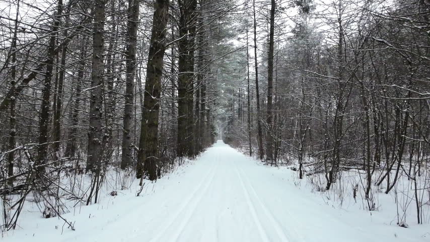 A cross-country ski trail stretches through a snowy forest, with tall trees and snow-dusted branches in Ottawa, Ontario, Canada.