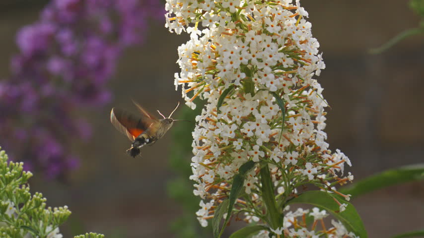 Hummingbird hawk-moth flaps its wings rapidly next to white flower