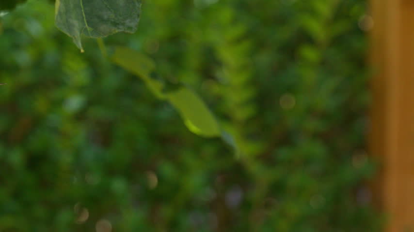 Side view of house sparrow hovering in place in slomo, green blurry background