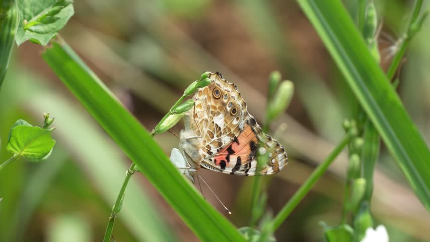 A Painted Lady butterfly (Vanessa cardui) rests on a delicate white flower amidst green grass, showcasing its intricate wing patterns and vibrant orange colors in a sunny natural meadow.