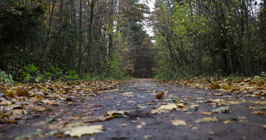 a road in the forest covered with fallen autumn leaves, an autumn road in rural areas during leaf fall in a deciduous mixed forest
