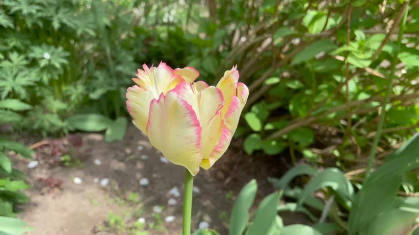 Yellow color with red border Parrot Tulips (Tulipa) Caribbean Parrot blooms in a garden in May 2023. Idea for postcards, greetings, invitations, posters, wedding and Birthday decoration, background