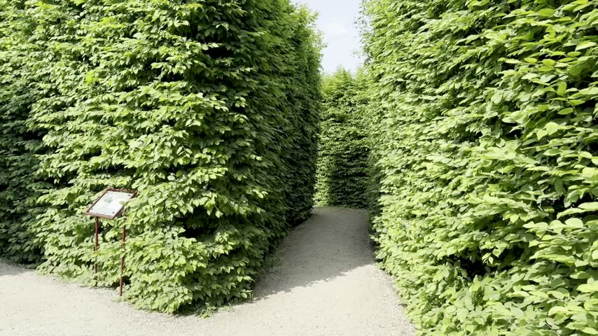 A carefully trimmed thuja hedge shaped into a maze in the garden of the Royal Castle in Warsaw.
