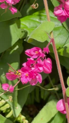 Wasp Hovering over Pink Coral Vine Flower in Sunlight