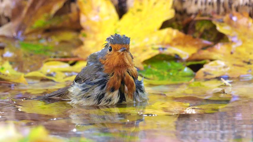Robin or redbreast (Erithacus rubecula), bathing in the autumn in the puddle with many yellow leaves. Slow motion shot