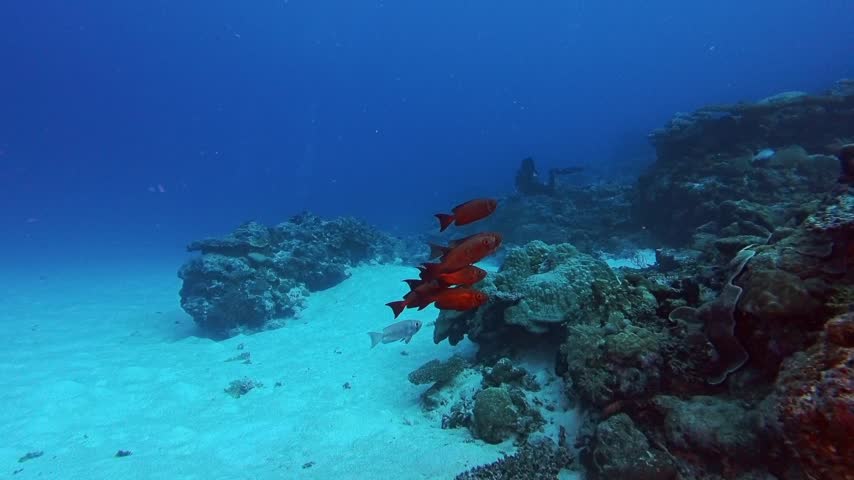 School of Bigeye fish on the reef