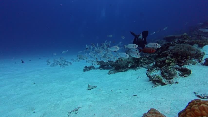 School of Bigeye fish on the reef
