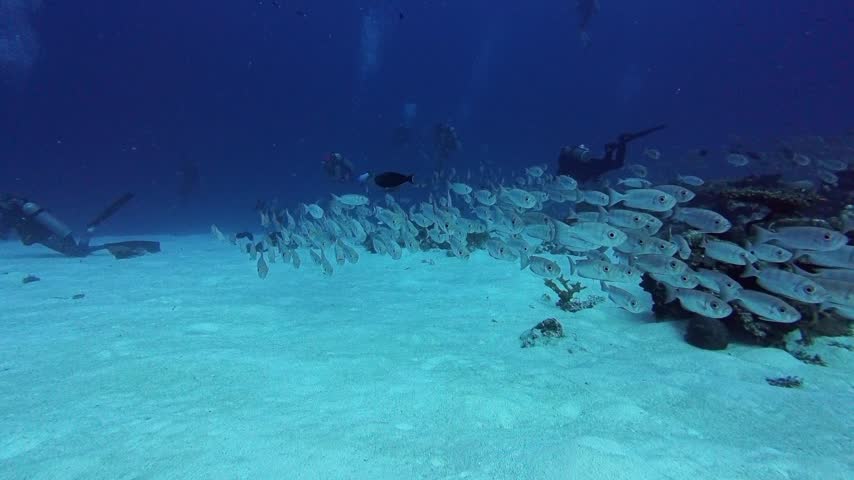 School of Bigeye fish on the reef