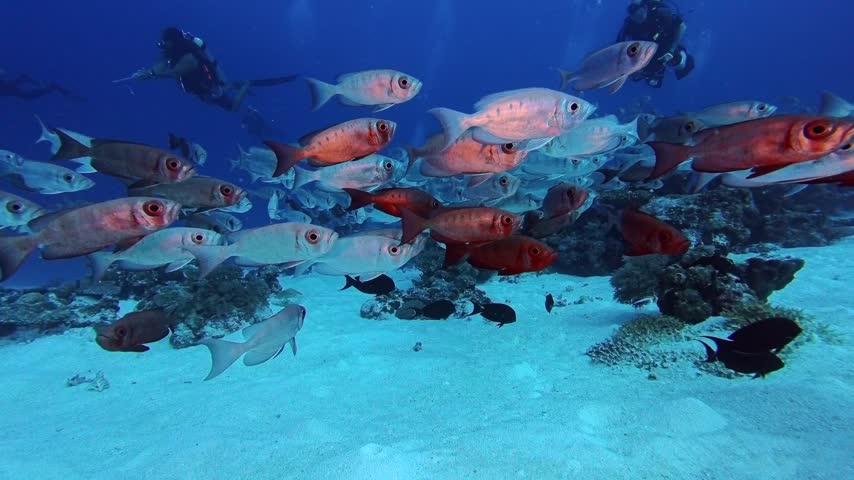 School of Bigeye fish on the reef