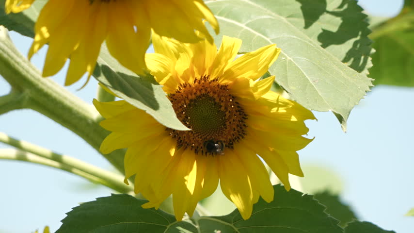 Blooming Sunflowers at a Sunny Beekeeper’s Farm

Bright blooming sunflowers growing on a beekeeper’s farm in warm summer sunlight. Natural rural landscape, agriculture and plants that attract pollinating bees