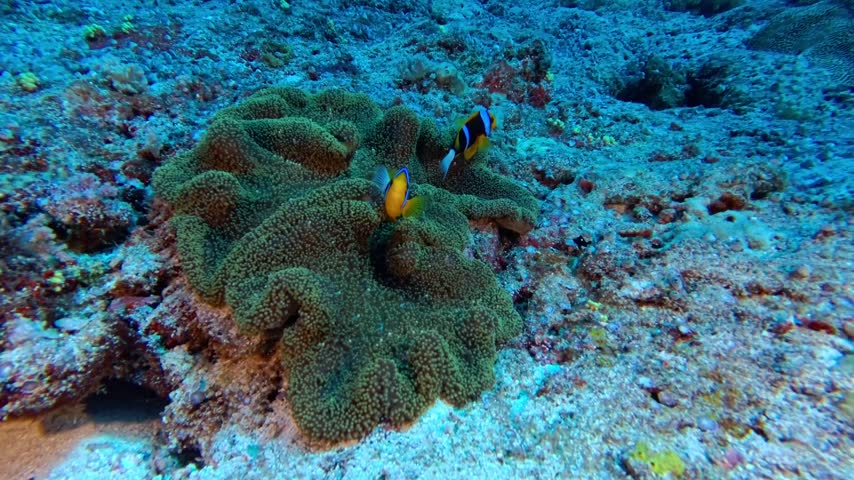 Orange-finned anemone fish with anemone
