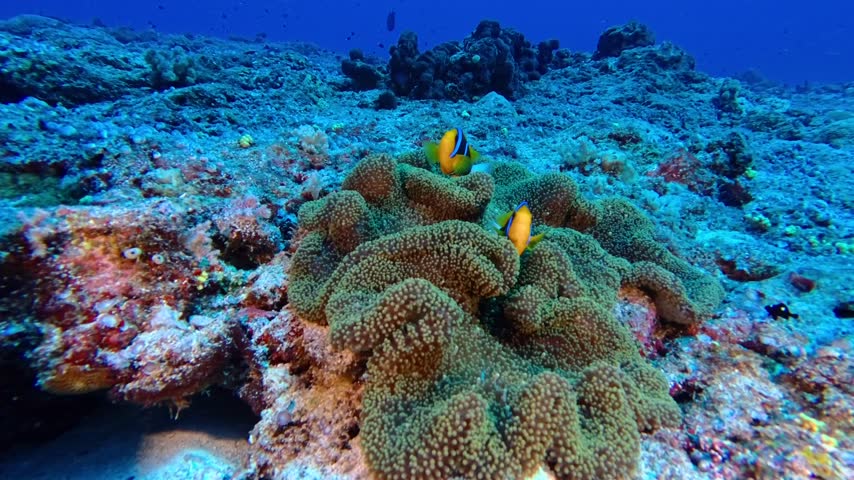 Orange-finned anemone fish with anemone