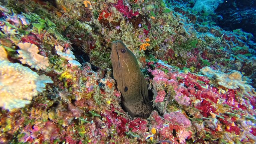 Giant moray eel surrounded by coral