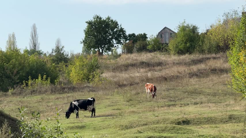 Rural landscape with grazing cows.