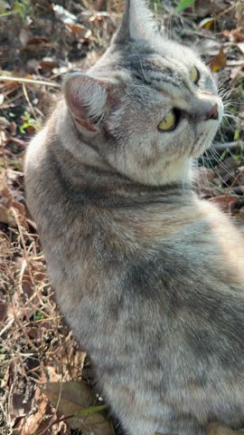 Adorable cat with big eyes staring at me, vertical video.