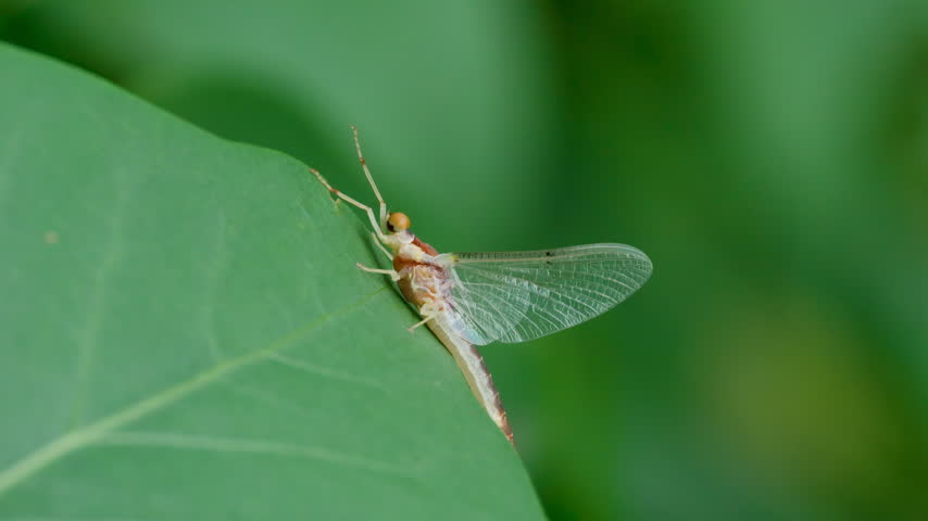 Mayfly Resting on Green Leaf with Legs Raised Macro Video