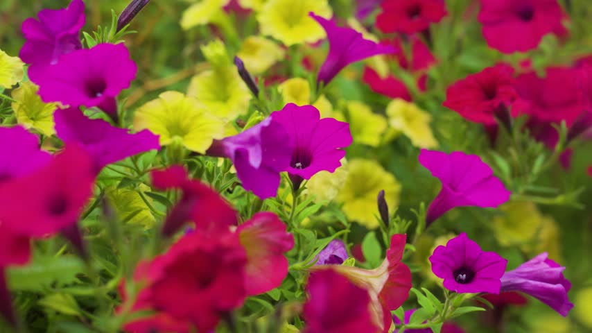 Showing the bunches of purple then red blossoms.