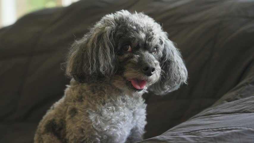 A side profile look of an elegant and silly dog.