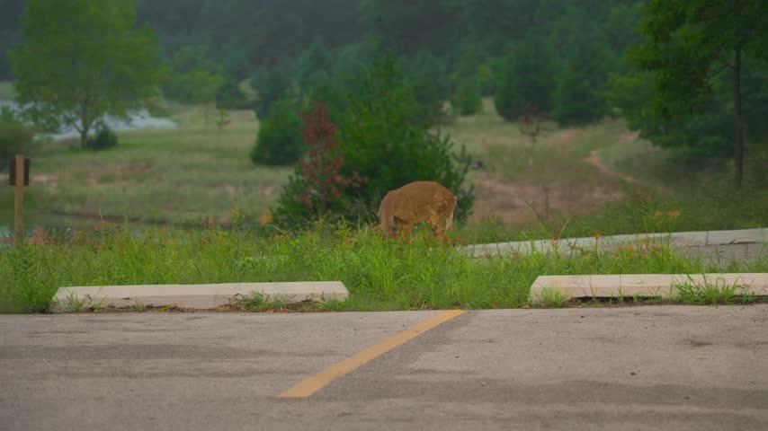 A grazing deer forages near the sandy dunes of Lake Michigan.