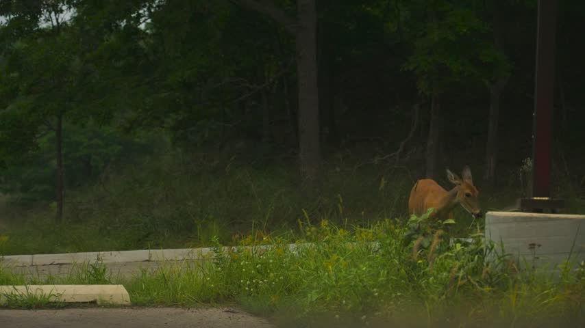 A deer in the parking lot of a nature reserve near the coast of Lake Michigan.