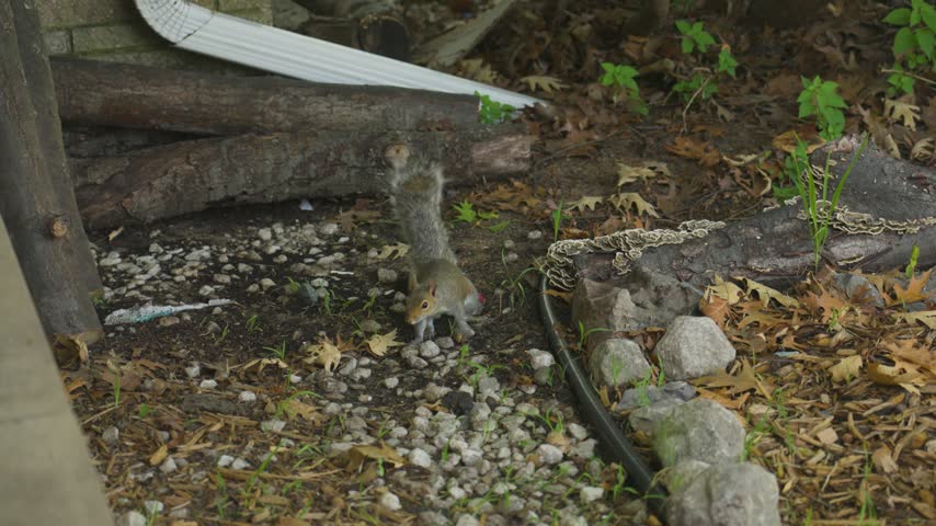 An eastern fox squirrel moves toward the camera in Michigan.