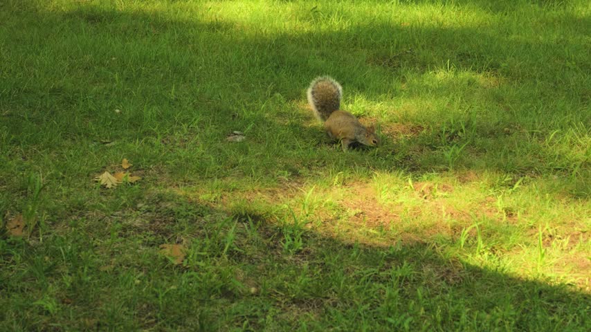 An eager squirrel rummages around in the grass.
