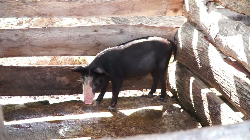 Black pig standing inside a traditional wooden farm pen enclosure