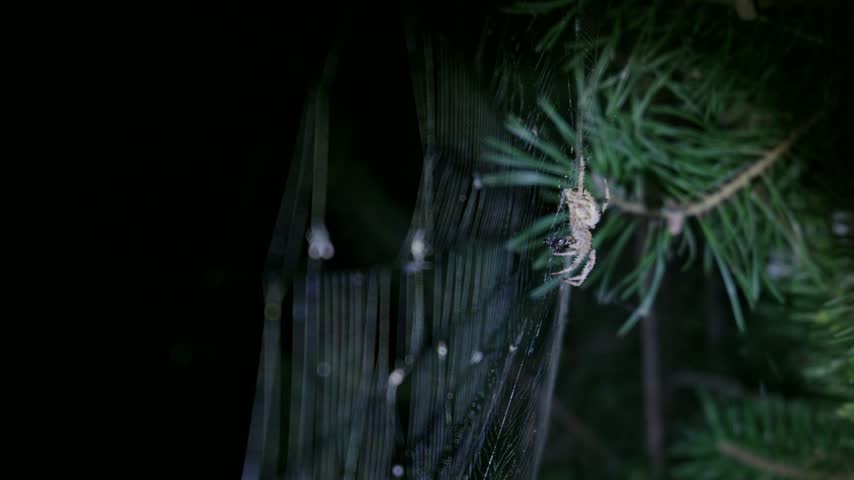 Orb weaver spider clutches prey within its intricate silk web beside evergreen needles in nocturnal lighting. Educational visual asset for biology programs and entomology research.