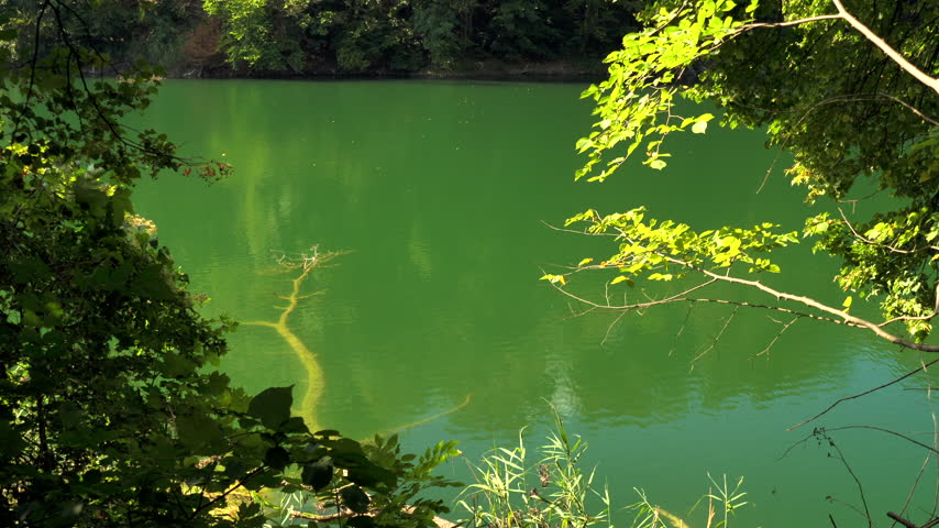 Handheld close-up shot of a submerged fallen tree trunk in bright emerald green lake water