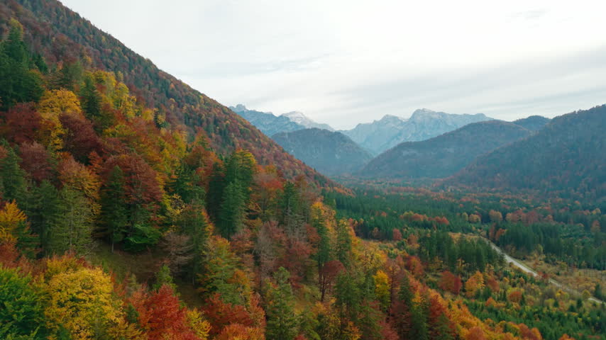 Aerial view of golden autumn forest and mountain peaks in Austrian Alps