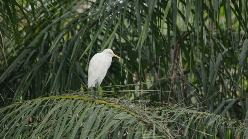 Intermediate egret, Ardea intermedia, stands on a tree branch among dense green foliage, its white plumage contrasting with the surrounding tropical vegetation as the wading bird rests above the ground.