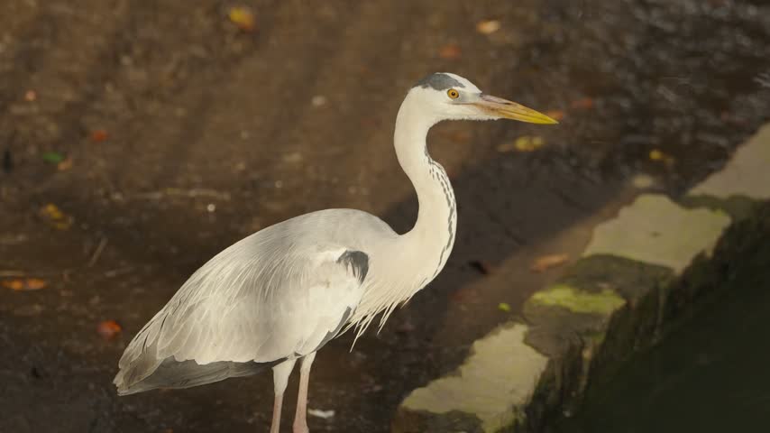 Grey heron, Ardea cinerea, stands at the edge of a pond in warm afternoon light, with its tall body and long legs reflected clearly on the calm water surface below.