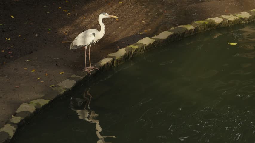 Grey heron, Ardea cinerea, stands at the edge of a pond in warm afternoon light, with its tall body and long legs reflected clearly on the calm water surface below.