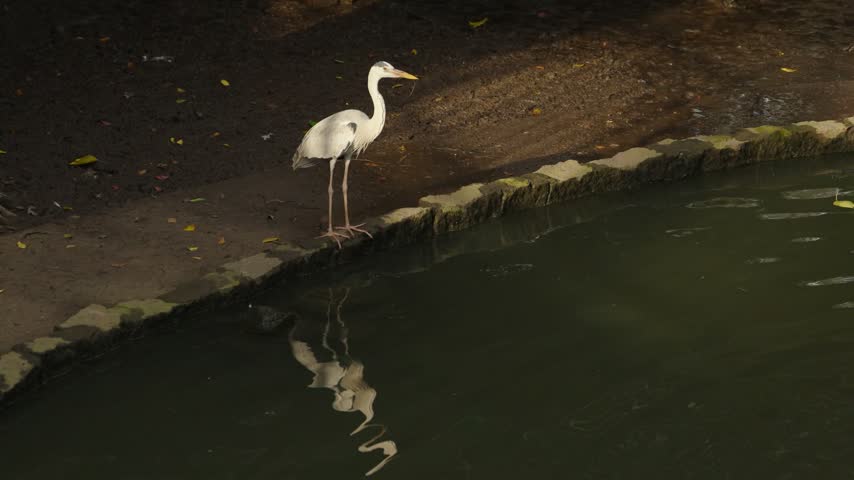 Grey heron, Ardea cinerea, stands quietly beside a pond under warm afternoon sunlight, creating a visible reflection on the dark water while remaining alert at the water