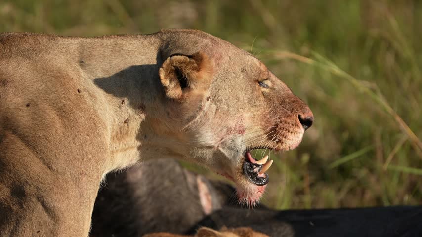 Lion Pride Gathering Around Buffalo Carcass With Cub Feeding, African Savannah Ecosystem, Wild Carnivore Family Interaction, Nature Footage