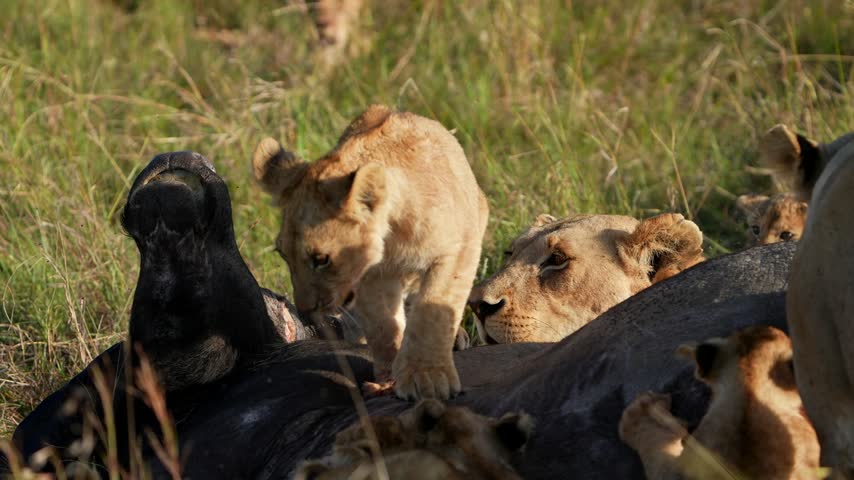 Adult Lion and Cub Sharing a Buffalo Kill in African Grasslands, Close Wildlife Encounter Showing Pride Feeding, Young Carnivore Learning Natural Hunting Skills, Safari Animal Behavior, Wild Predator
