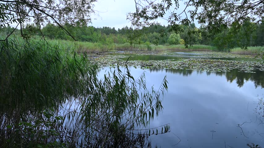 A small forest lake amidst the trees and reeds on a cloudy autumn morning.