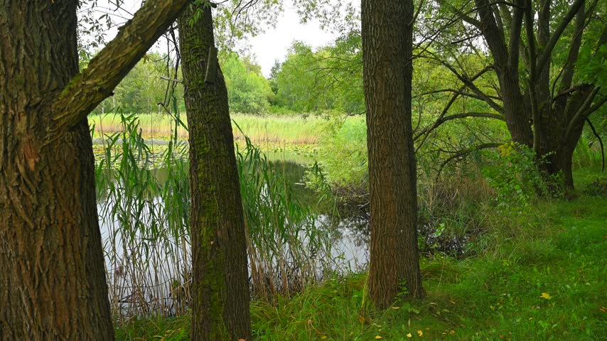 A small forest lake amidst the trees and reeds on a cloudy autumn morning.
