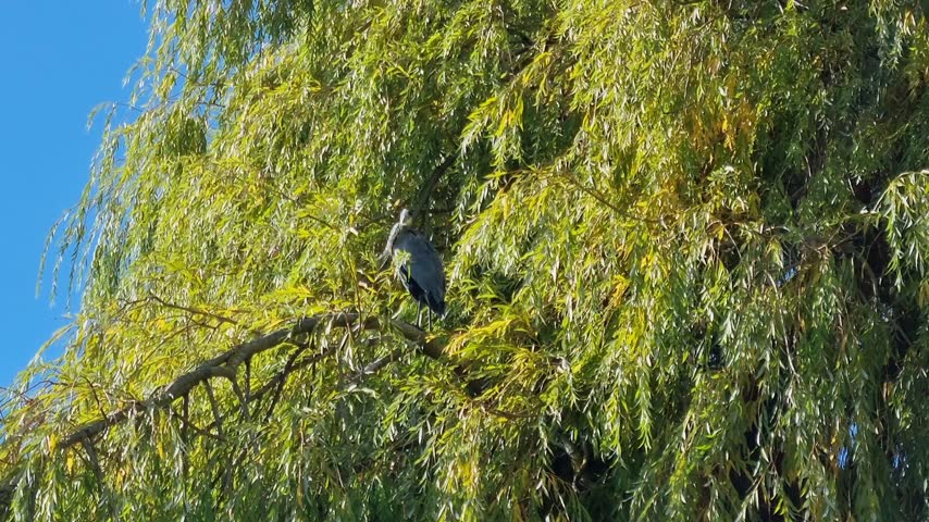 Heidenfahrt, Rhineland Palatinate, Germany: Grey heron perched on tree branch surrounded by green foliage under blue sky.