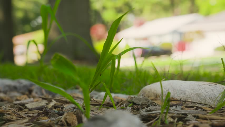 Close up of a Lawn and an overgrown blade of lush grass.