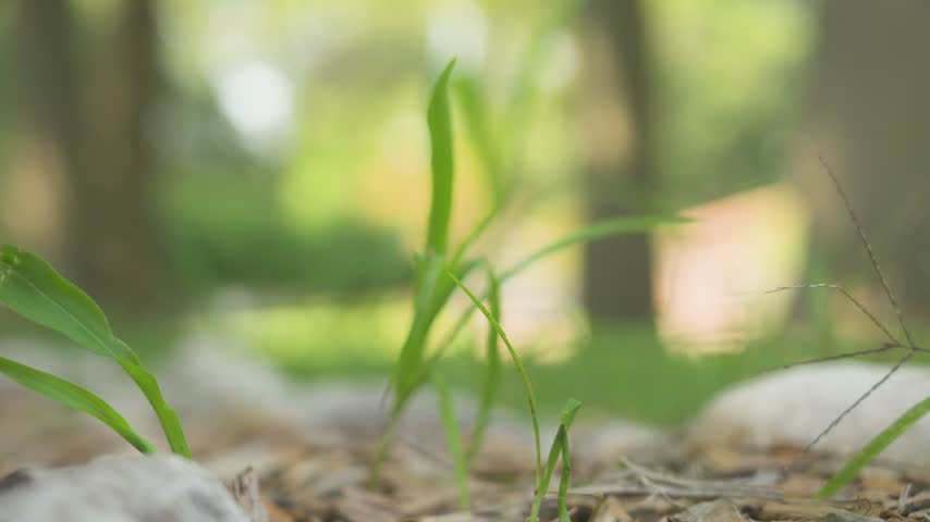 Focus blur onto a singular large blade of grass.