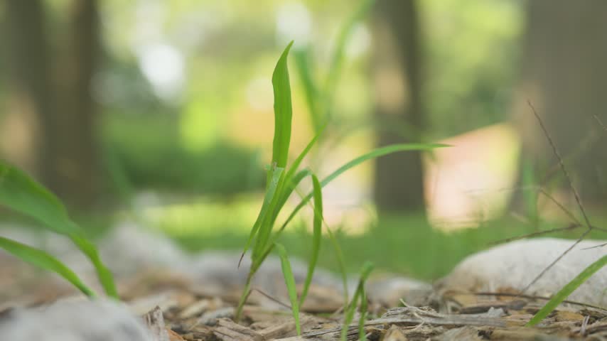 Extreme close view of lawn grass in Summer weather.