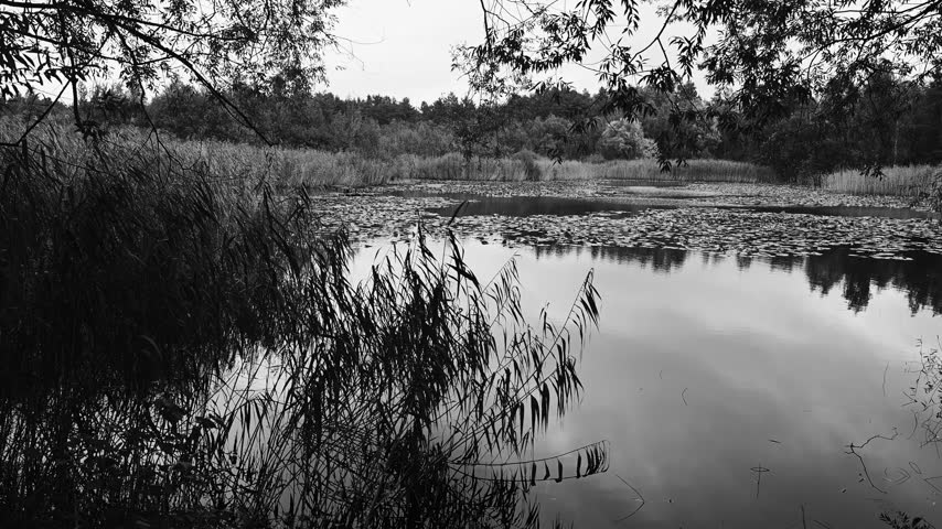A small forest lake amidst the trees and reeds on a cloudy autumn morning.