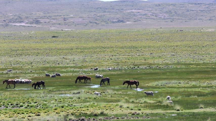 A vast, verdant area in Argentine Patagonia where horses and sheep are grazing.