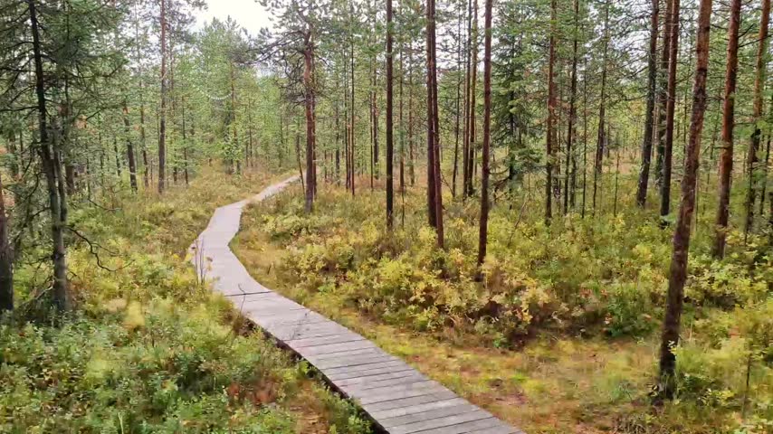 narrow wooden path cutting through a dense swamp forest preservation area
