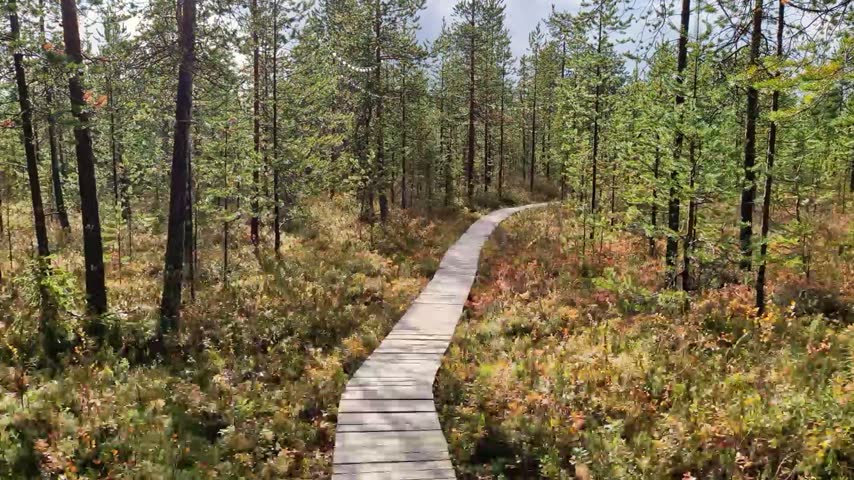 autumn landscape featuring a wooden walkway surrounded by pine trees
